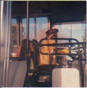 Que chofer!. En el volante del 28 de la Rivadavia.
Foto de Dido Olegario Islas. Pionero en la Rivadavia. Dueño de innumerables coches.
Interior del Interno 28 de la Rivadavia.  Que chofer no ?. 
Palabras clave: Rivadavia BahiaBlanca Interno28
