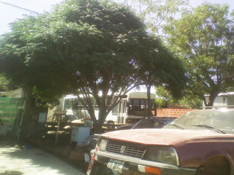 Mercedes-Benz OF 1214 - C.E.A.P. - Particular
Coche encontrado en desarmadero de Barrio Solares, Pueblo Esther
Motor delantero,1 puerta doble de 2 pliegues

http://galeria.bus-america.com/displayimage.php?pid=29925
Palabras clave: raro desarmadero